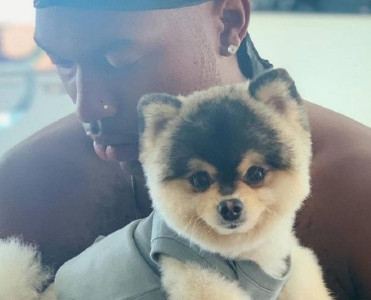 "Mənim itini tapın"