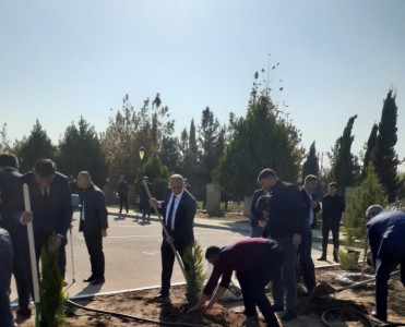 Zəfər Günü münasibətilə Saatlıda ağacəkmə aksiyası keçirilib - FOTOLAR