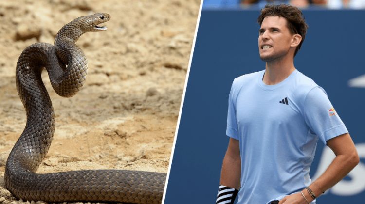 Ən zəhərli ilan meydana daxil oldu və…  - VİDEO