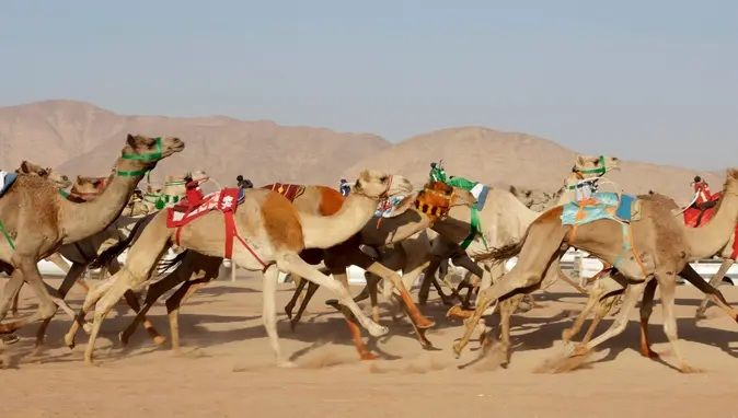 Poqba dünyanın ilk peşəkar dəvə yarışı komandasına ortaq oldu